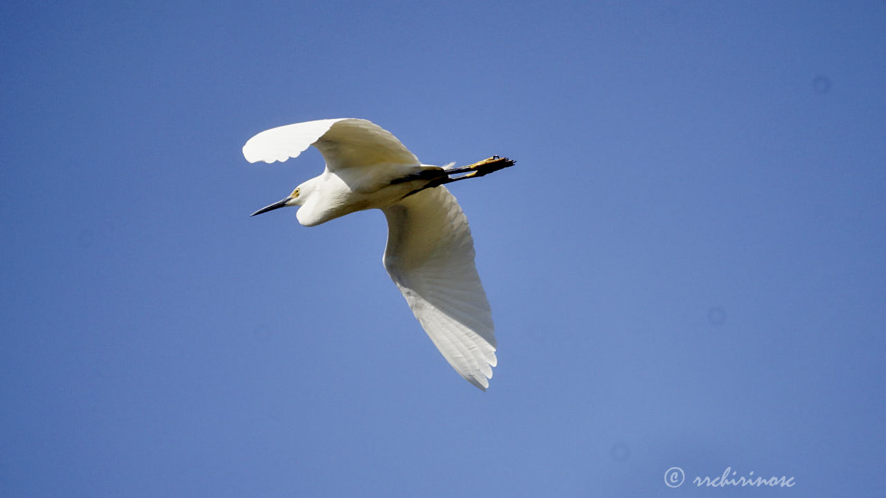 Snowy egret