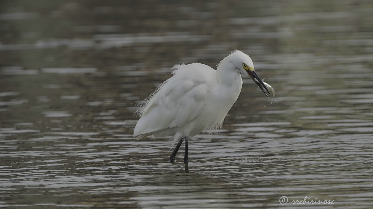 Snowy egret