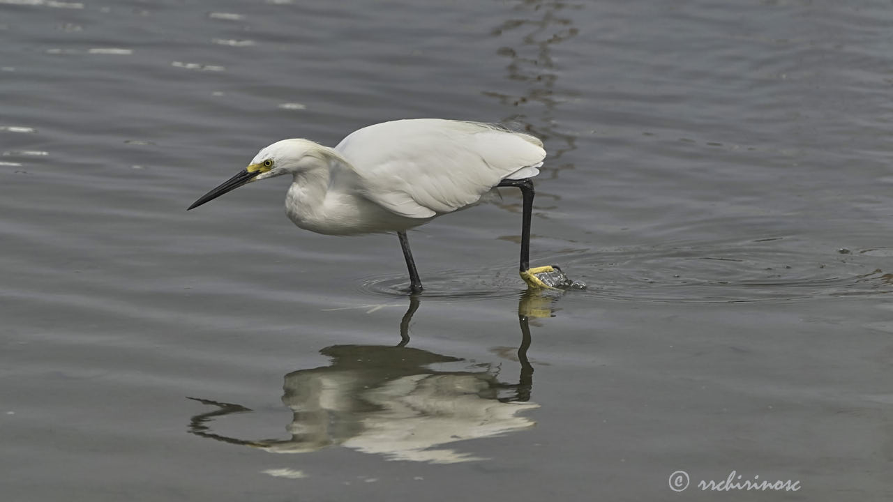 Snowy egret