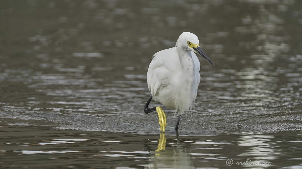 Snowy egret