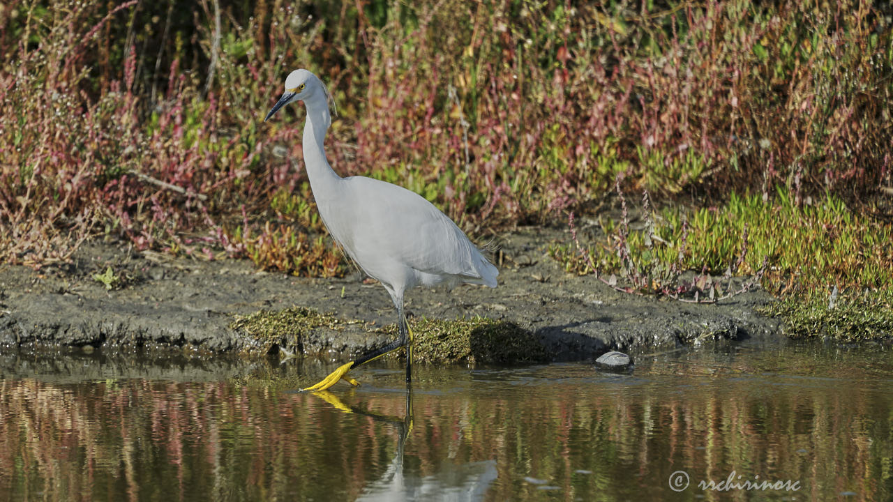 Snowy egret