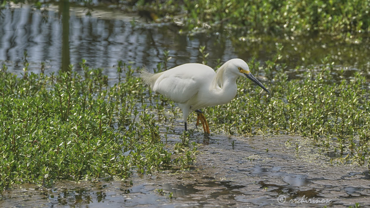 Snowy egret