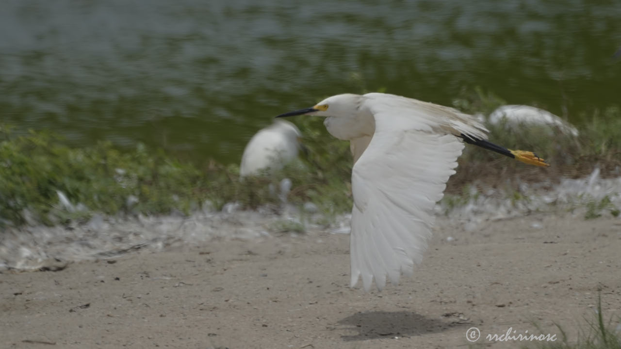 Snowy egret