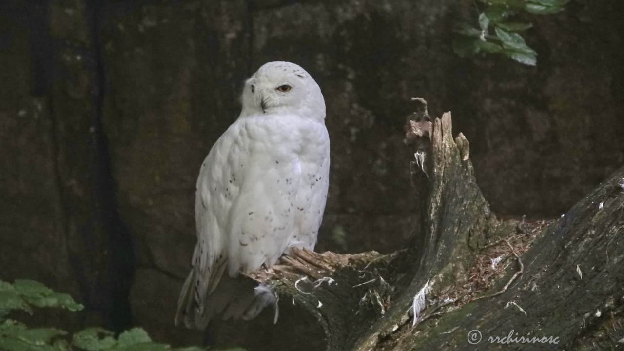 Snowy owl