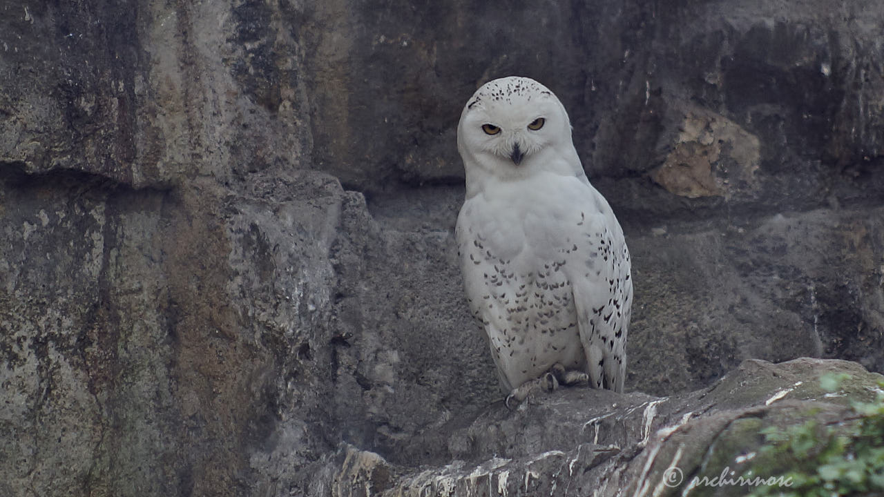 Snowy owl