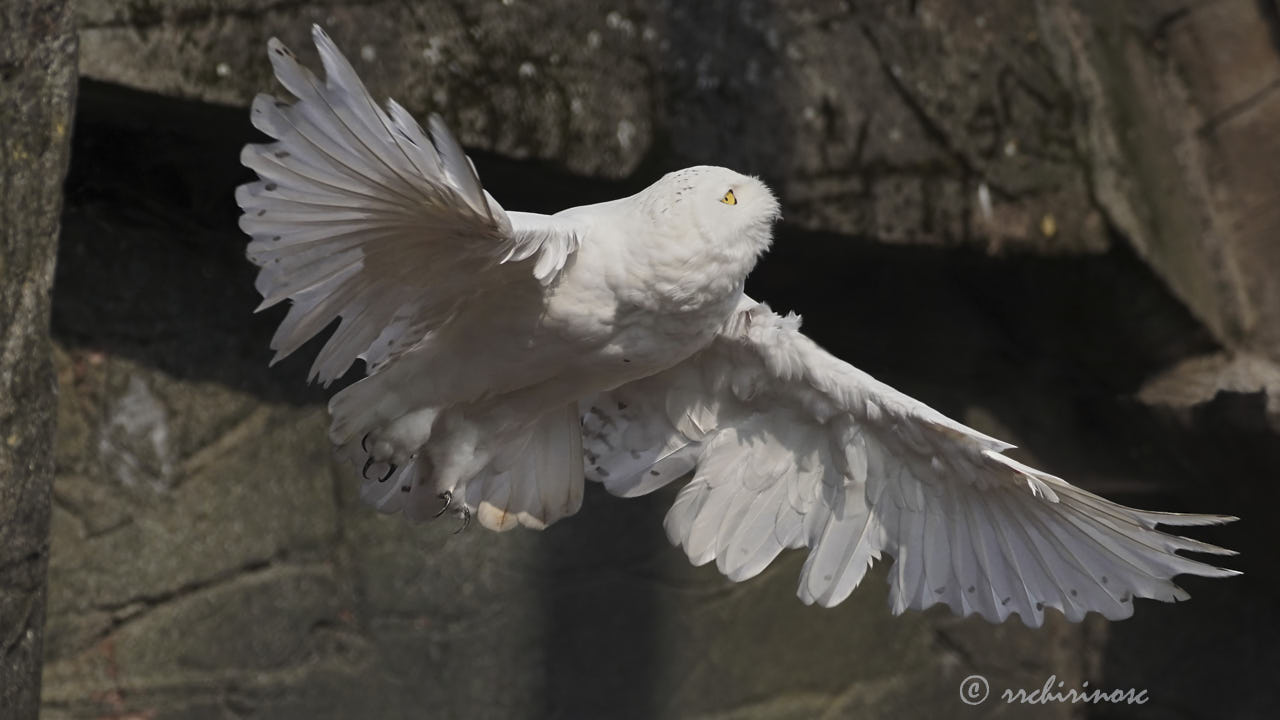 Snowy owl