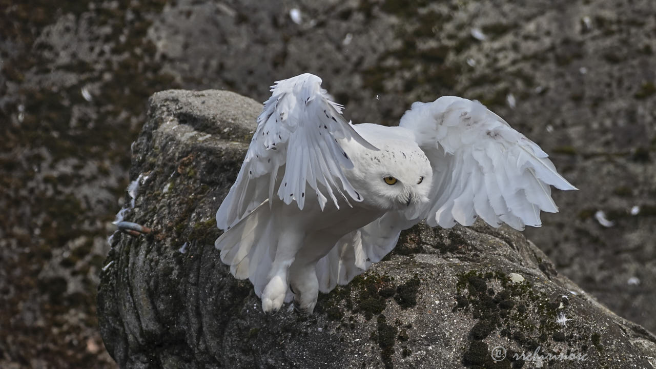 Snowy owl