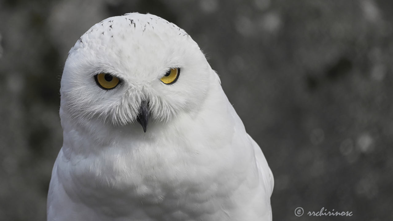 Snowy owl