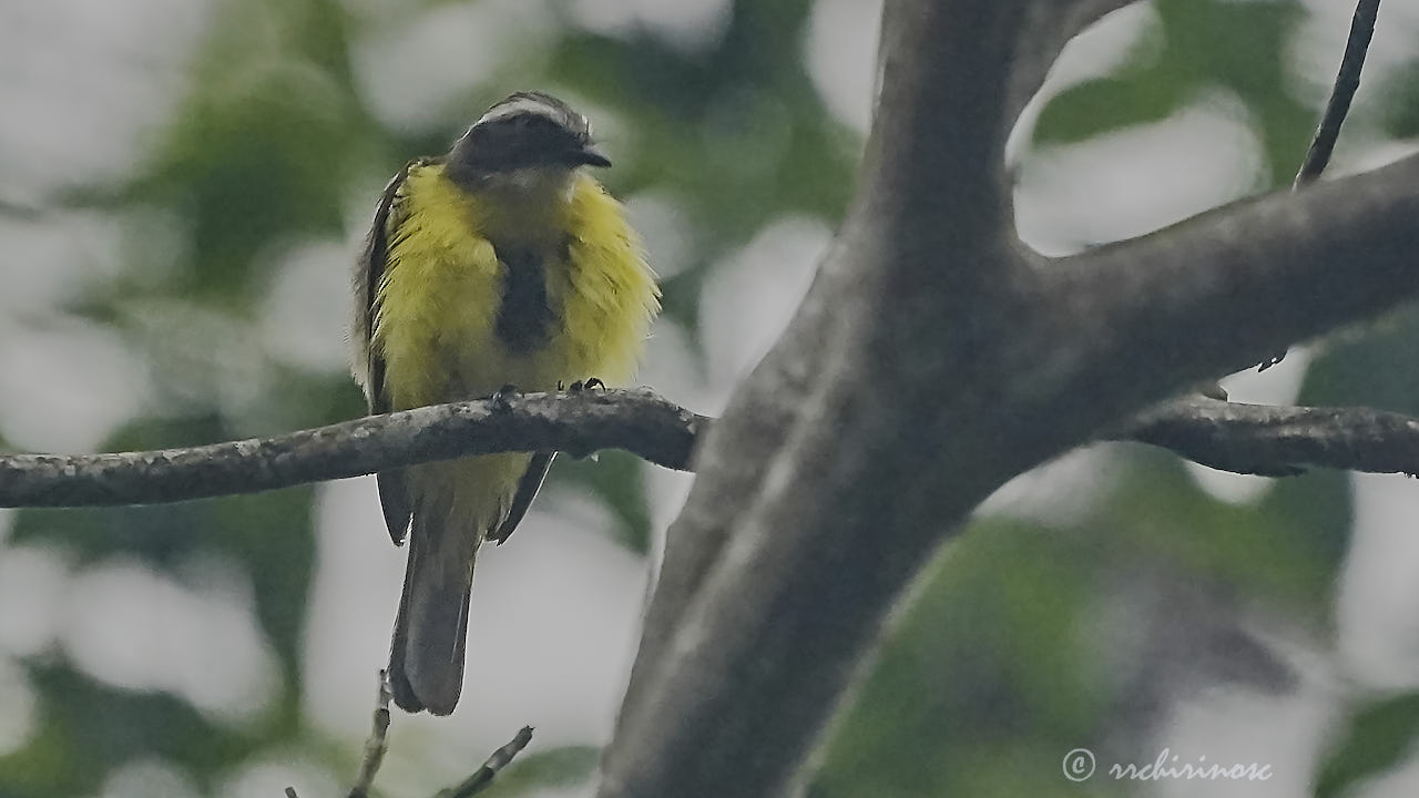 Social flycatcher