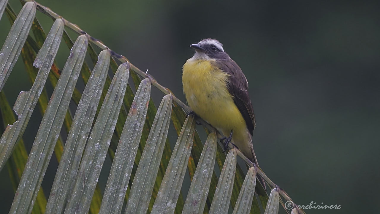 Social flycatcher