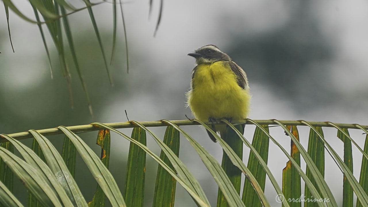 Social flycatcher