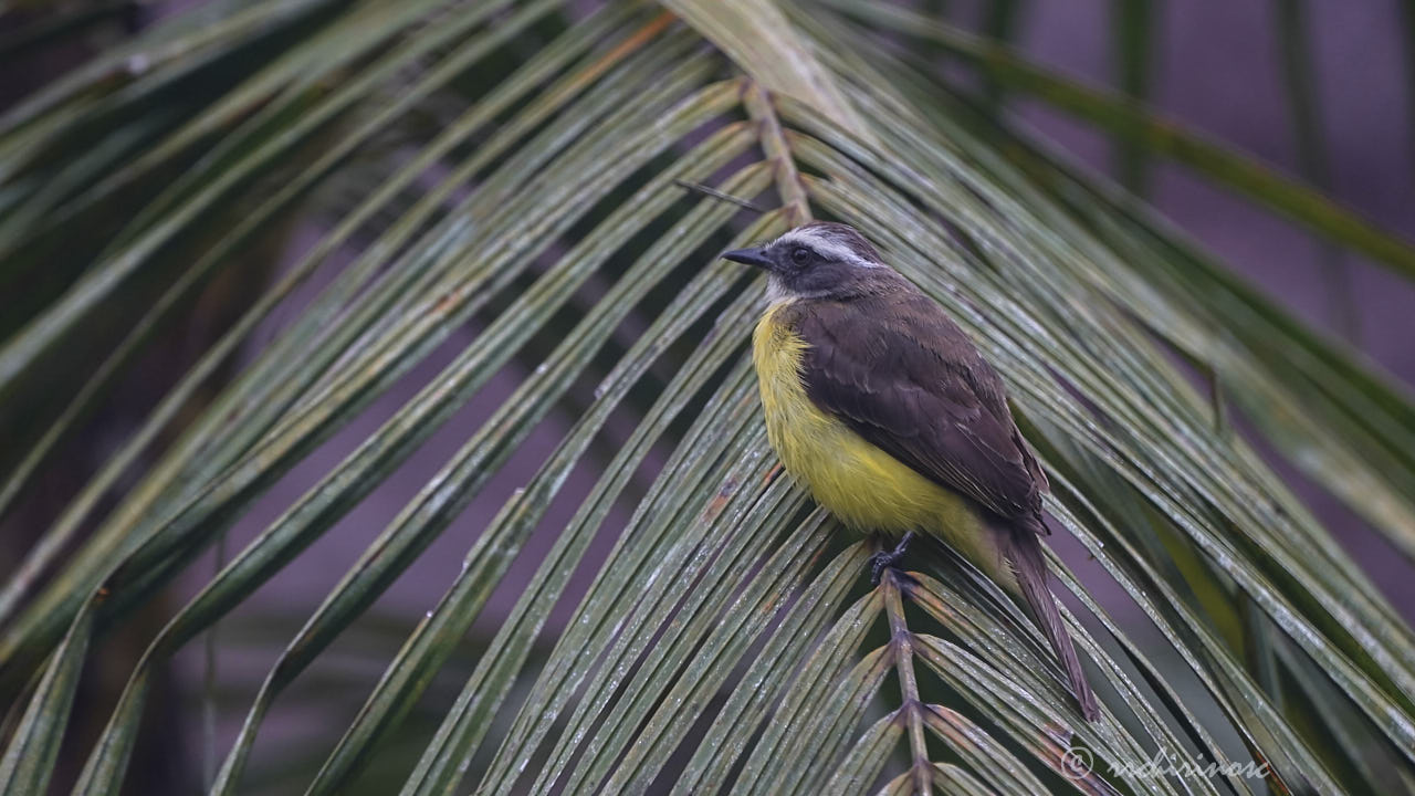 Social flycatcher