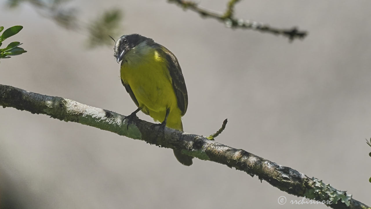 Social flycatcher