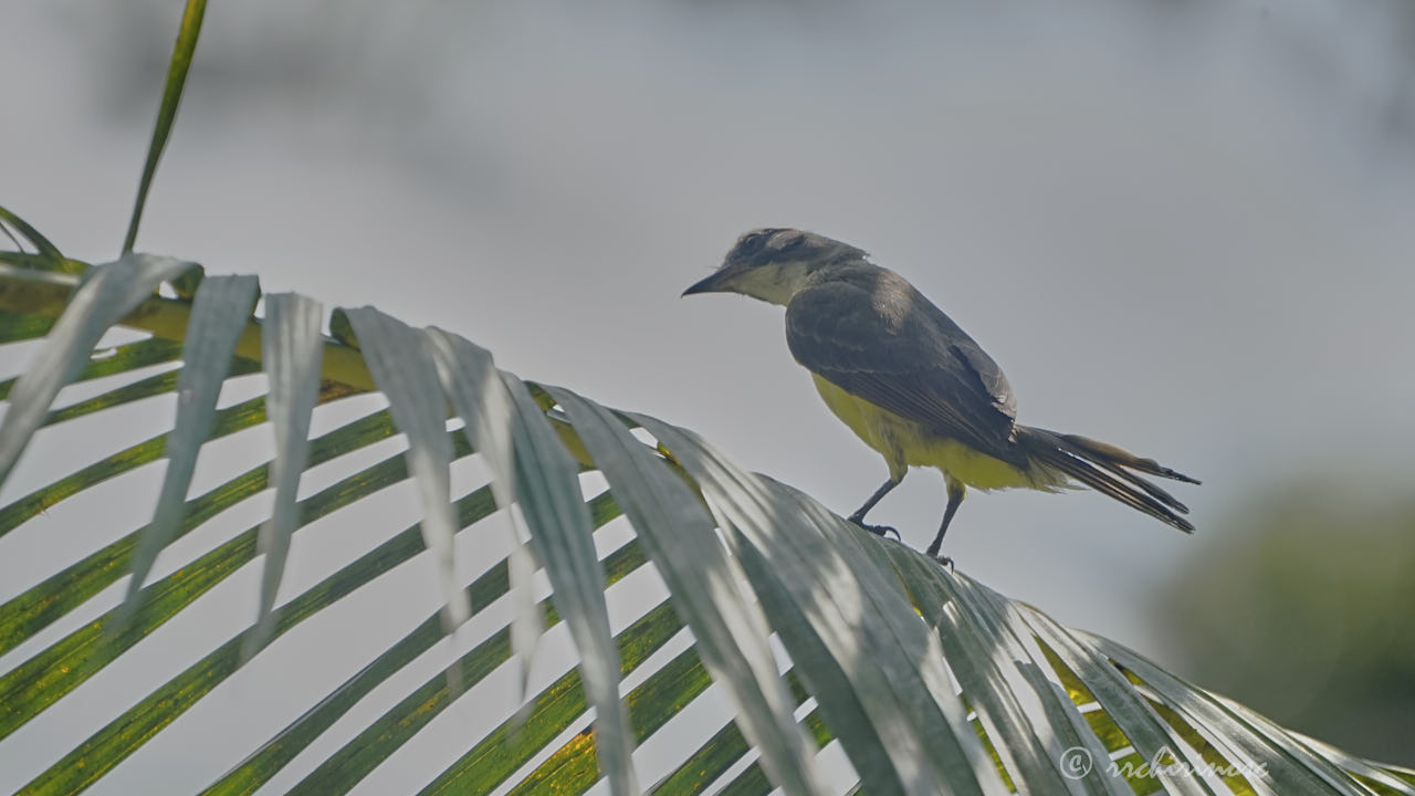 Social flycatcher