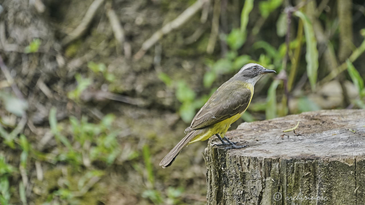 Social flycatcher