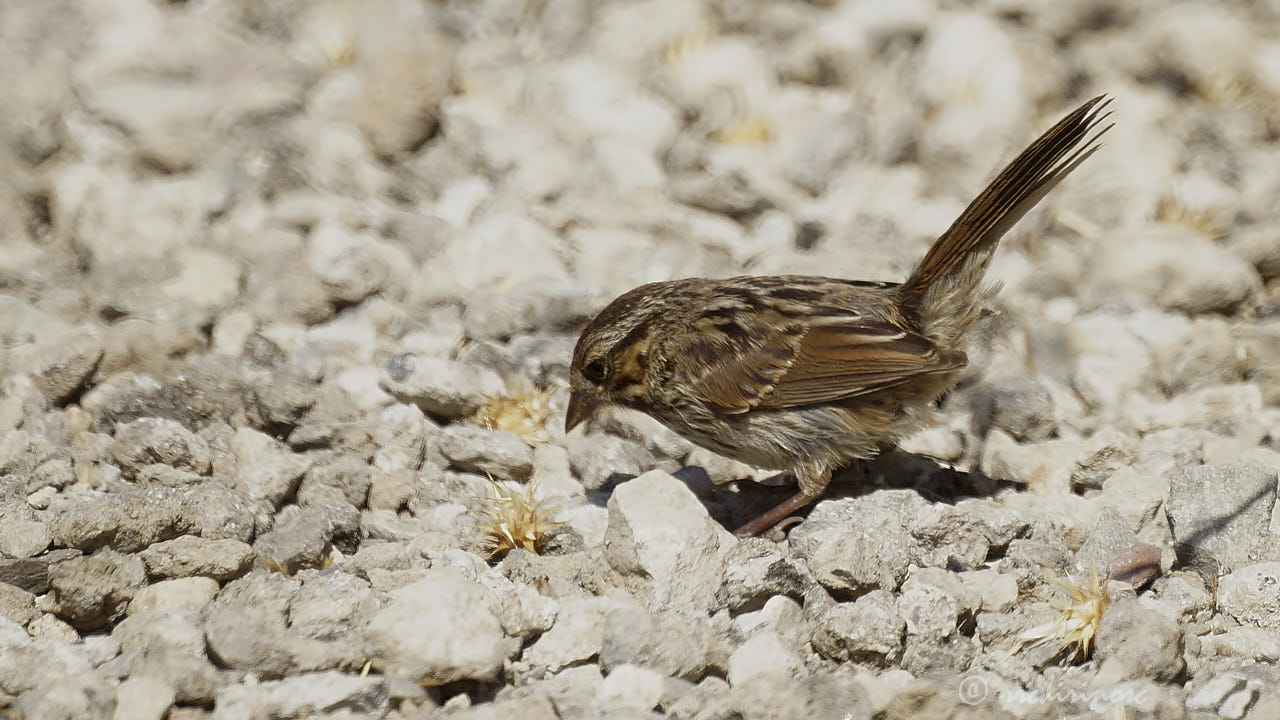 Song sparrow