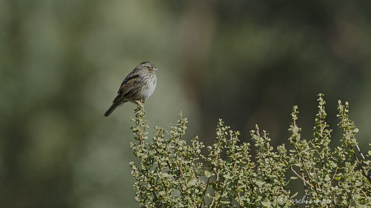 Song sparrow