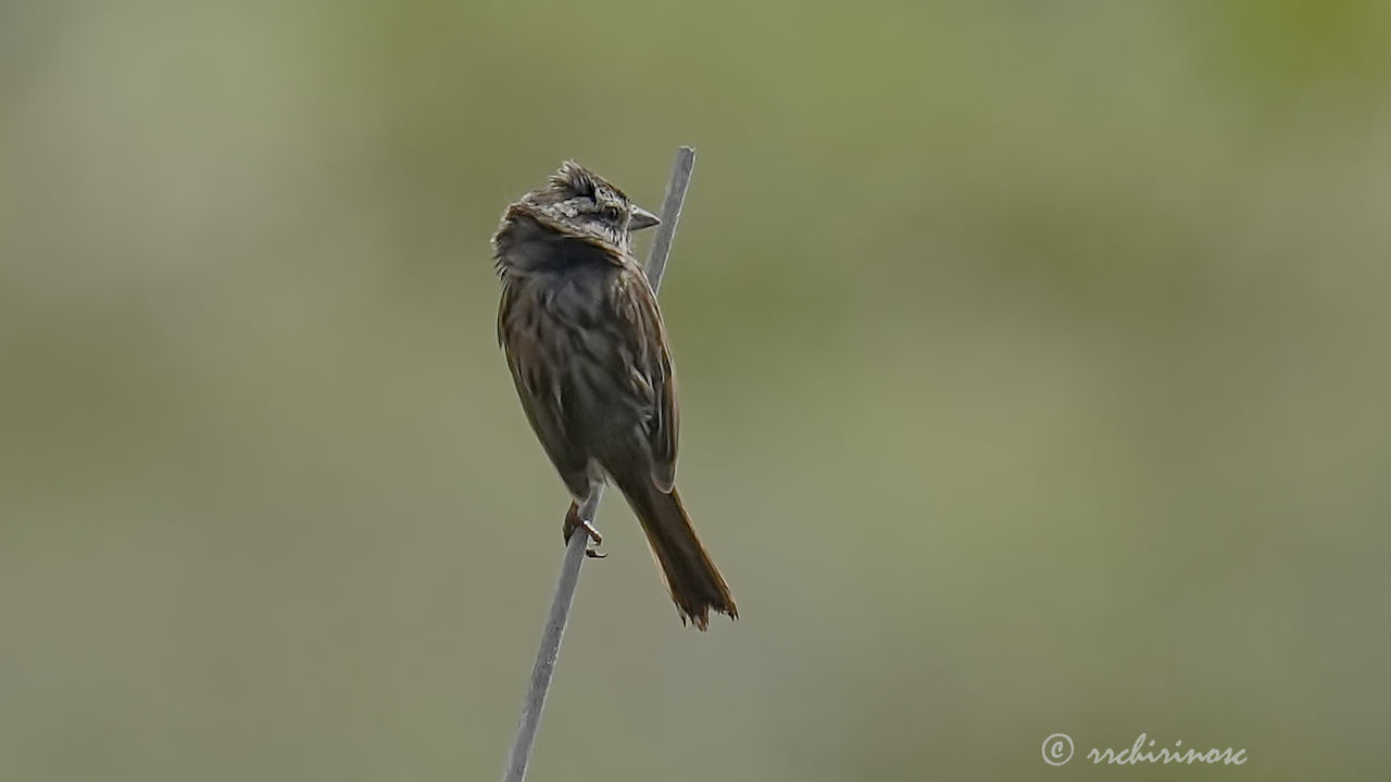 Song sparrow