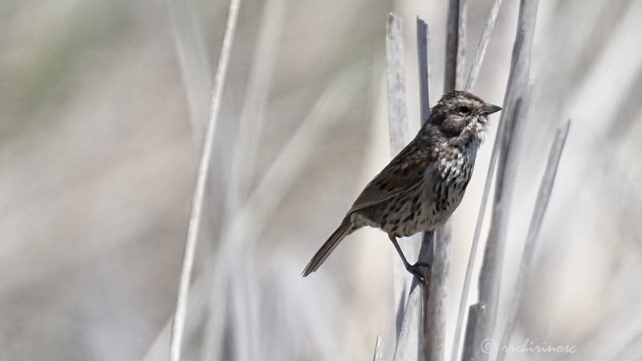 Song sparrow