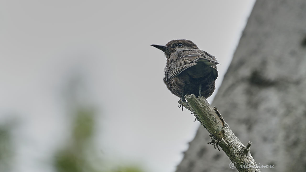 Sooty morph vermilion flycatcher