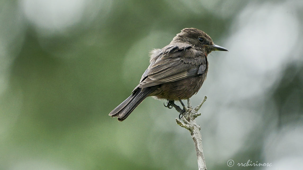 Sooty morph vermilion flycatcher