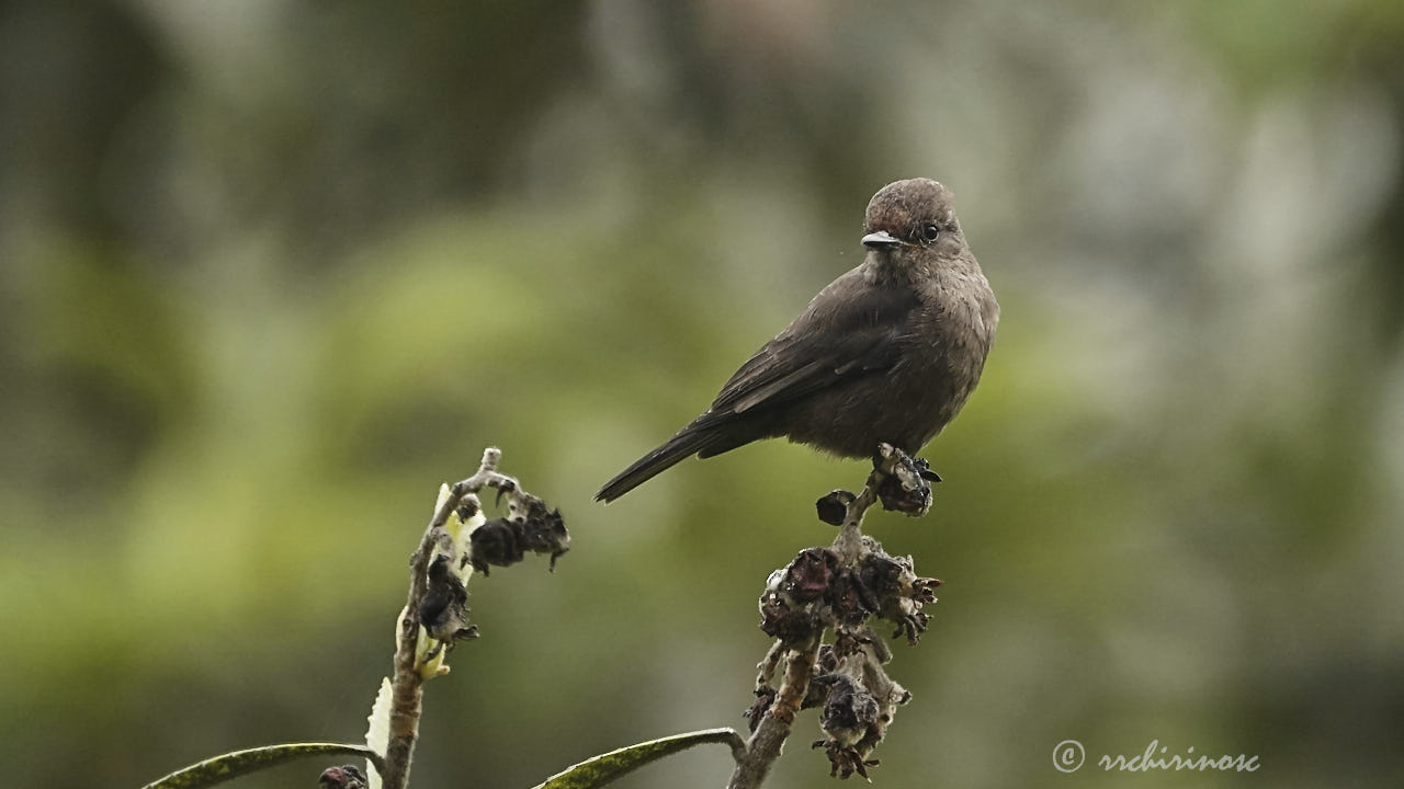 Sooty morph vermilion flycatcher