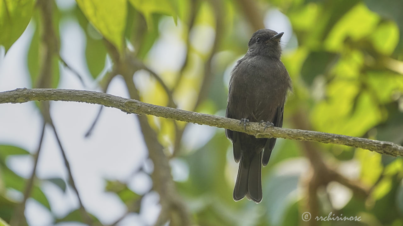 Sooty morph vermilion flycatcher