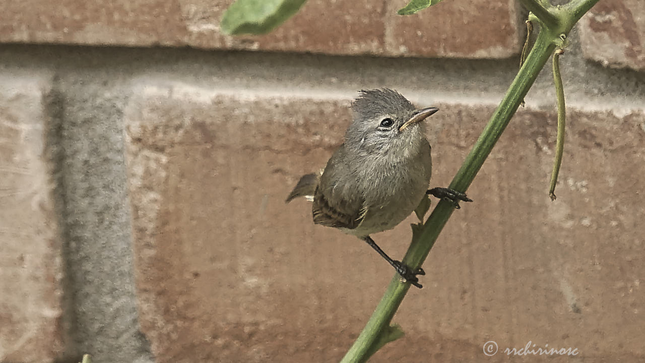 Southern beardless tyrannulet