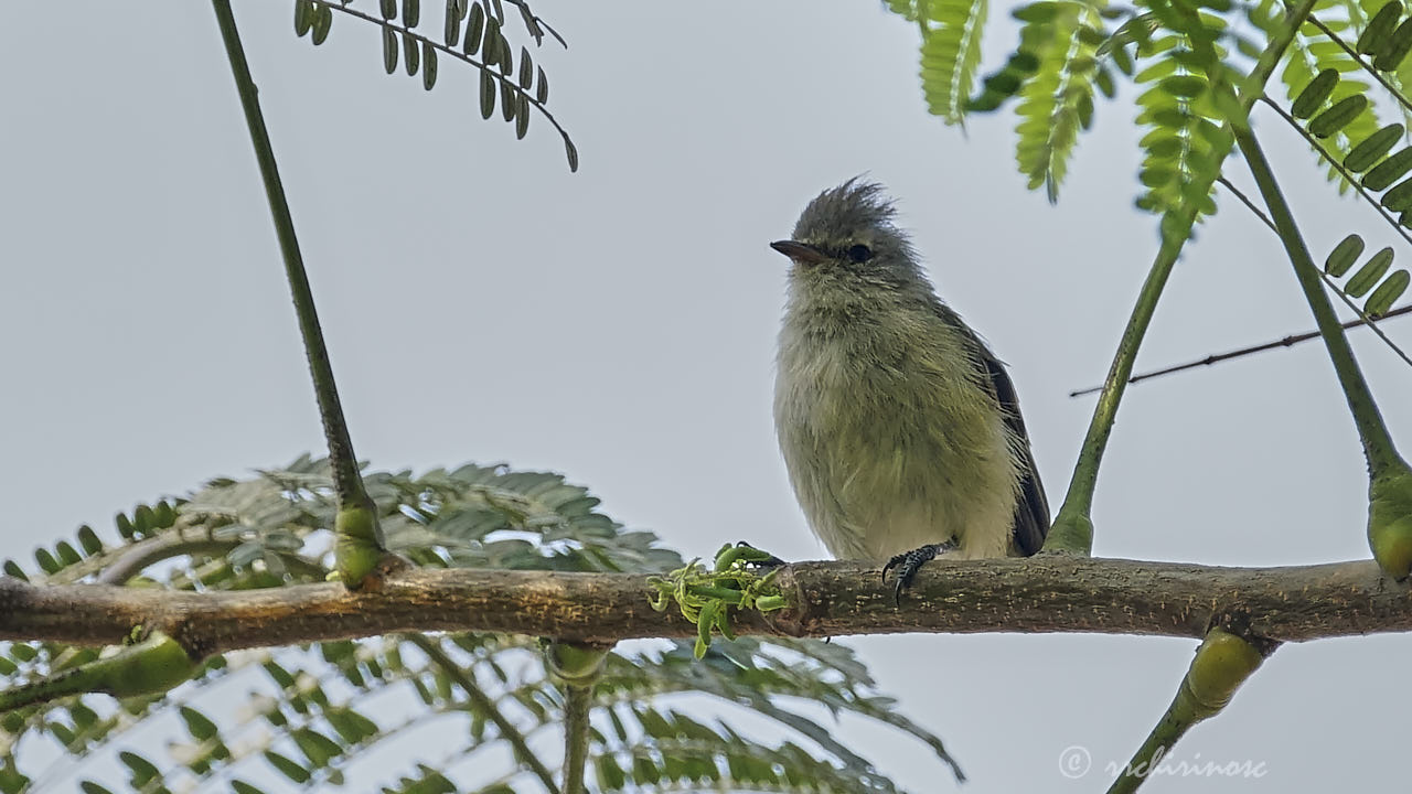 Southern beardless tyrannulet