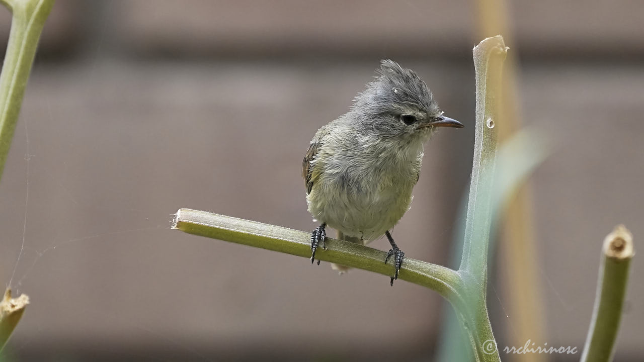 Southern beardless tyrannulet