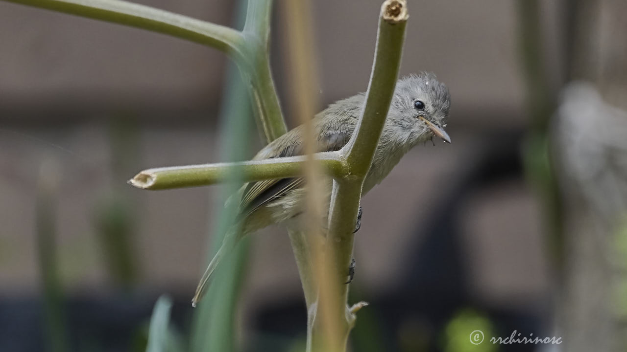 Southern beardless tyrannulet