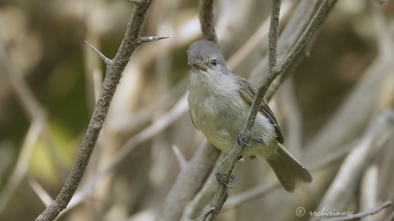 Southern beardless tyrannulet