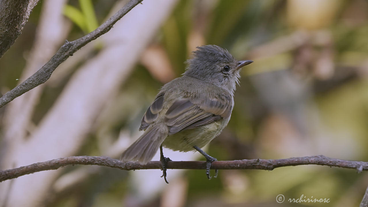 Southern beardless tyrannulet