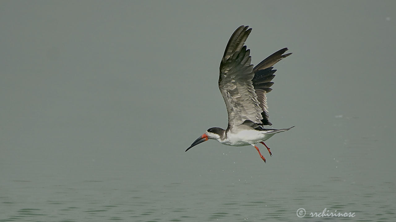 Black skimmer