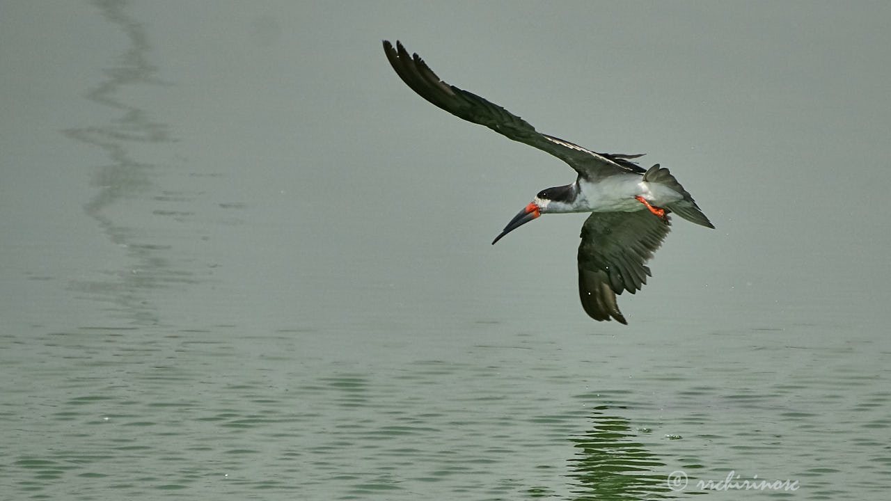 Black skimmer