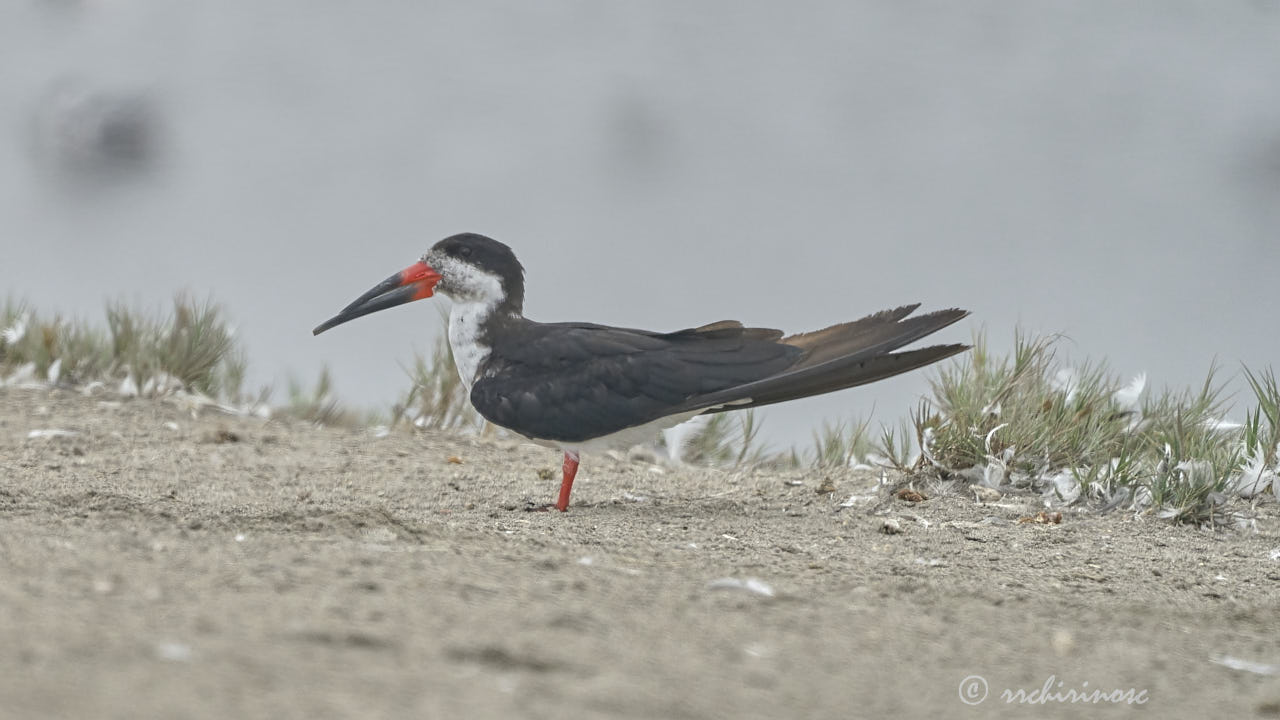 Black skimmer