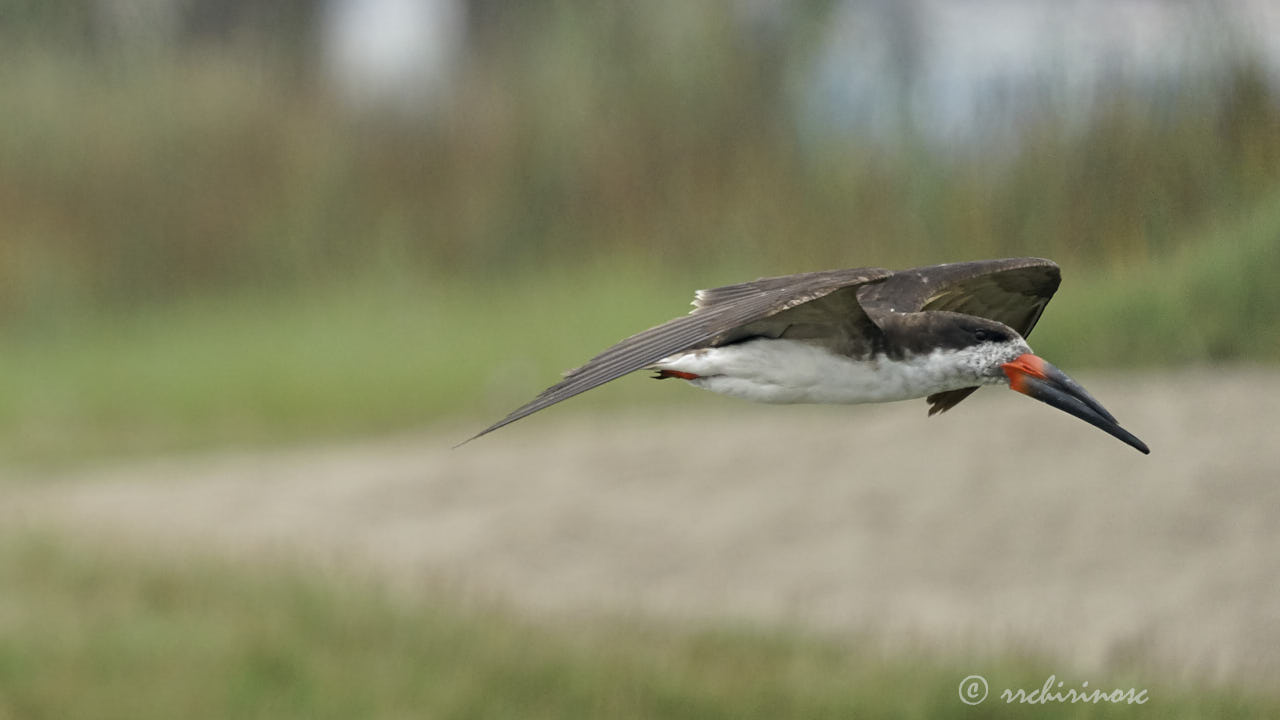 Black skimmer