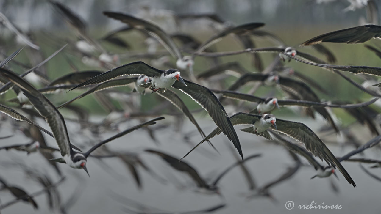 Black skimmer