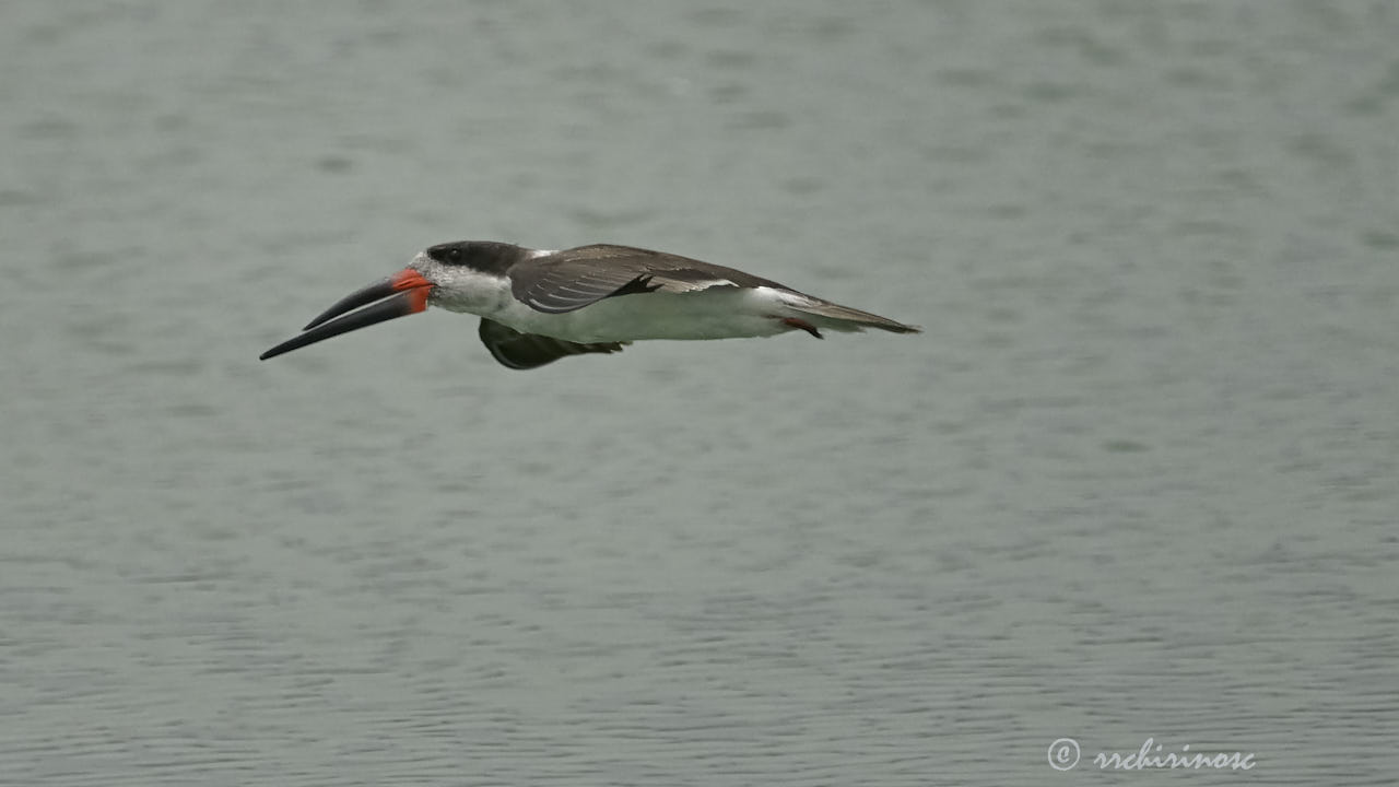 Black skimmer