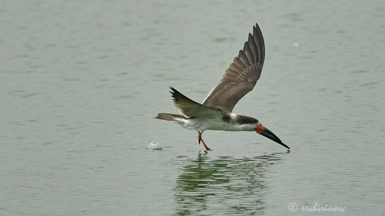 Black skimmer