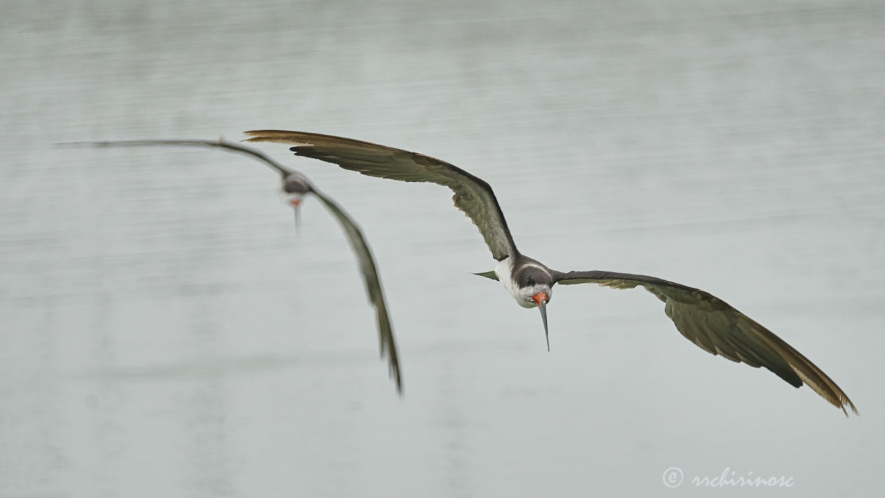 Black skimmer