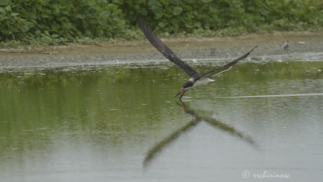 Black skimmer