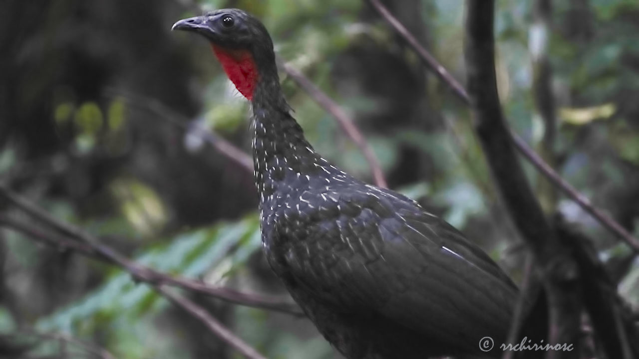 Spix's guan