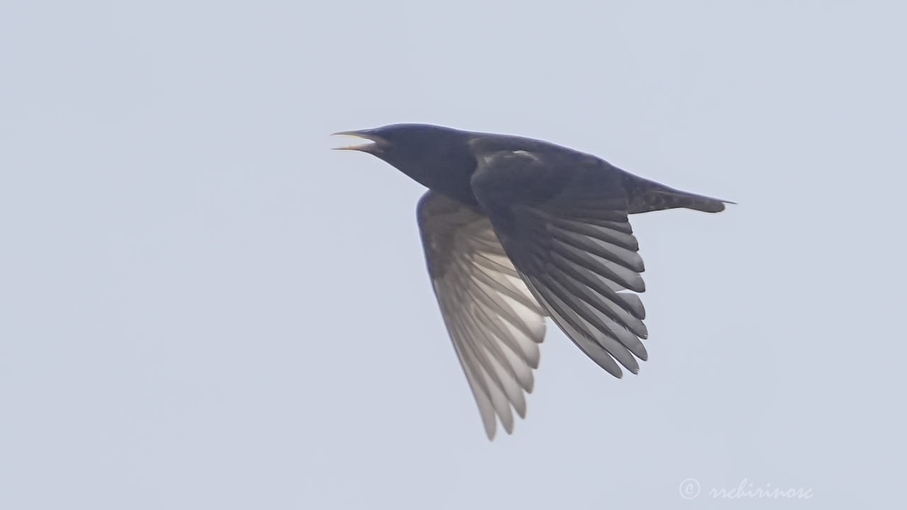 Spotless starling