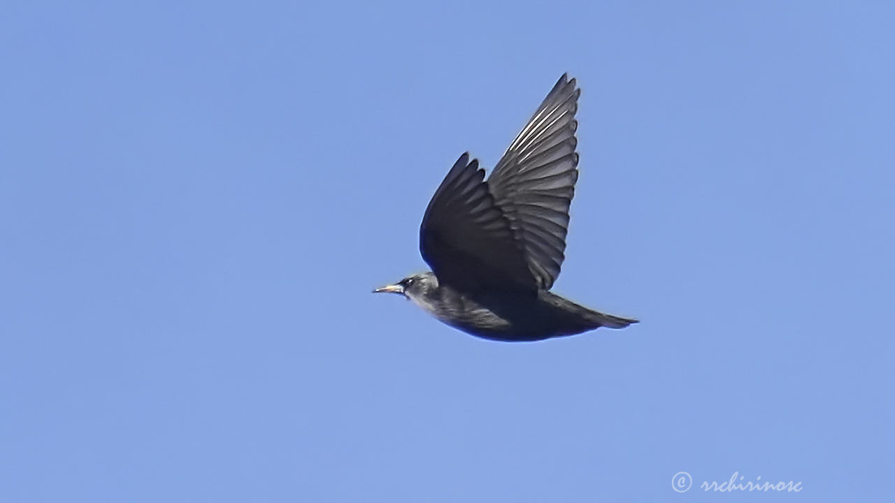 Spotless starling