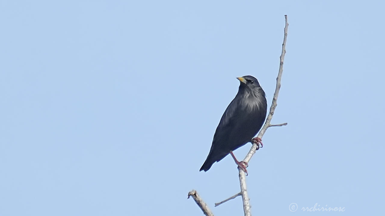 Spotless starling