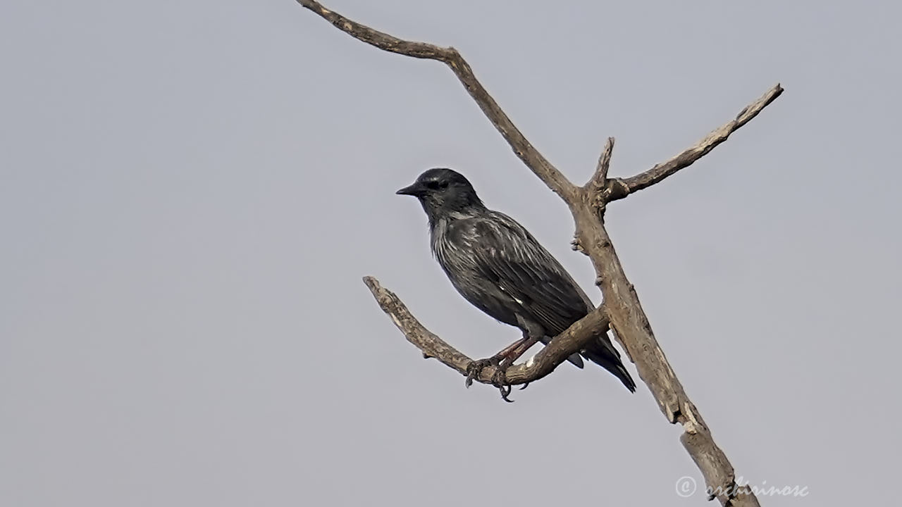 Spotless starling