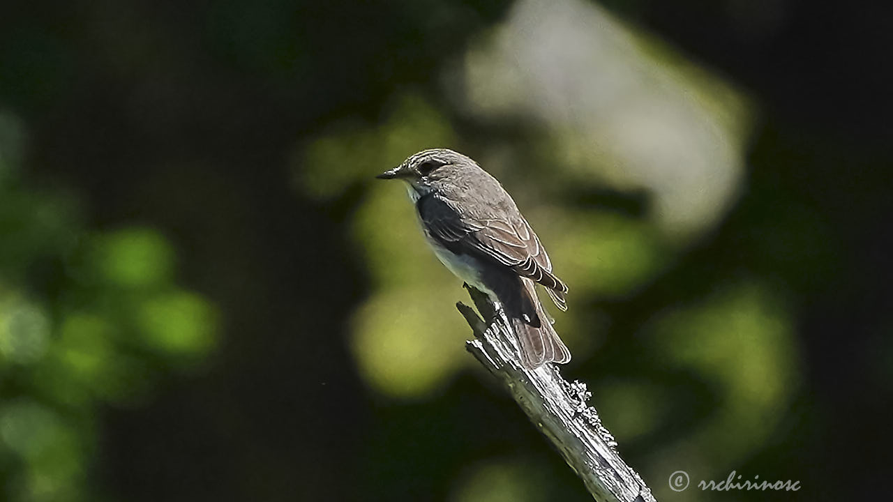 Spotted flycatcher