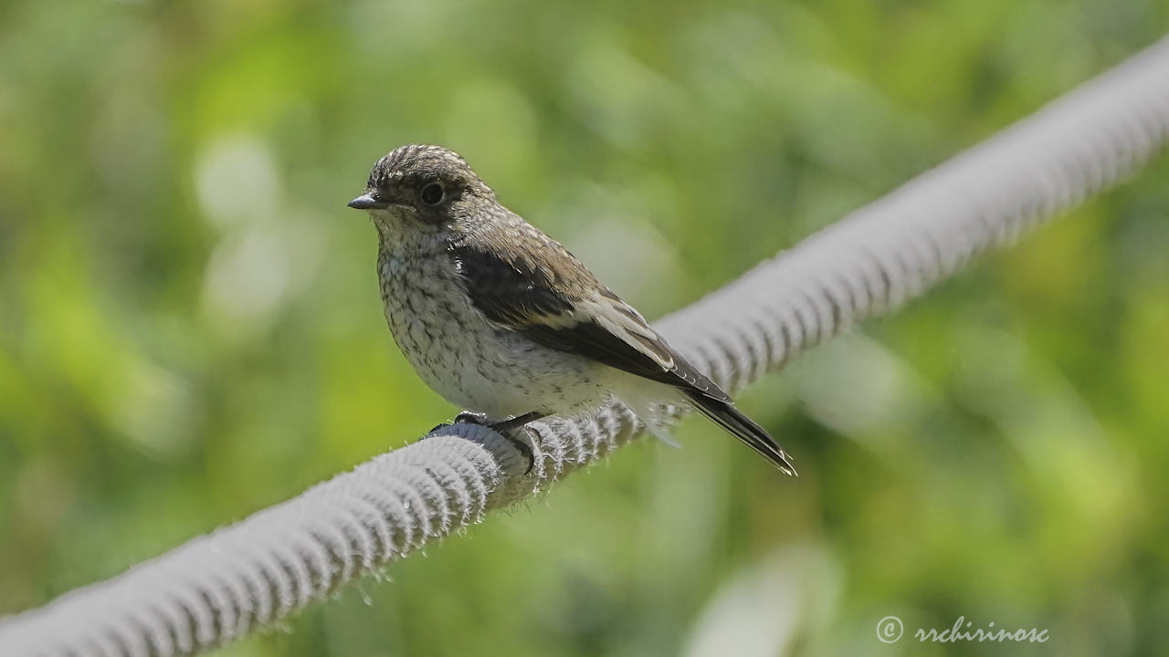 Spotted flycatcher