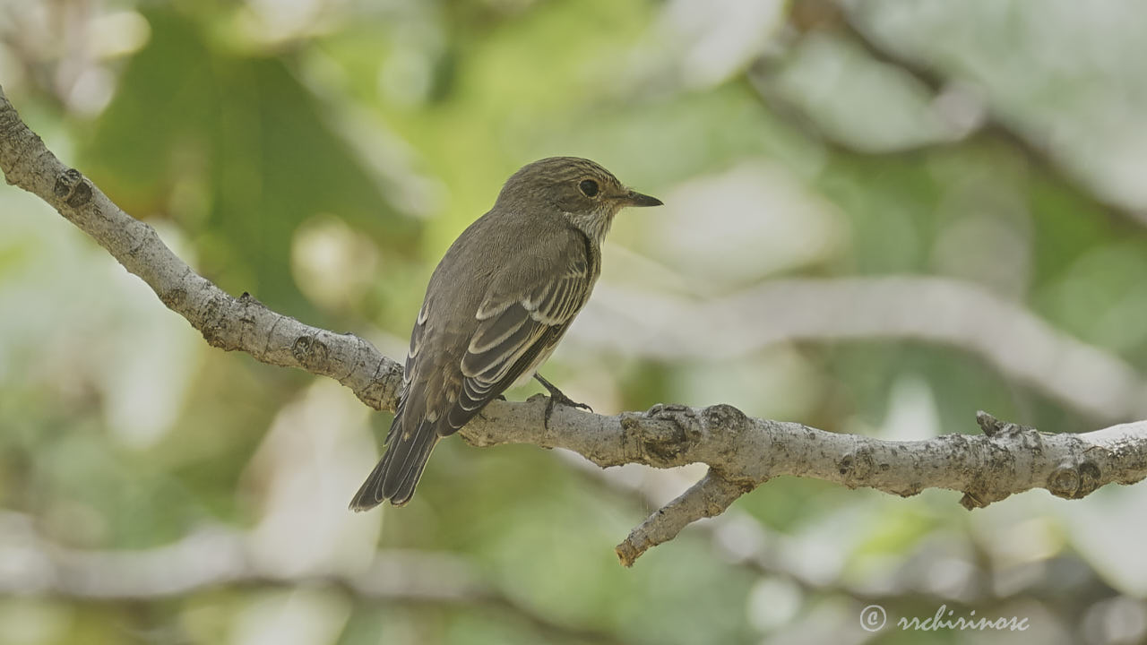 Spotted flycatcher